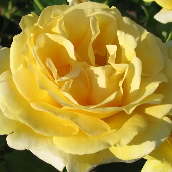 Trandafiri online - Galben - trandafir teahibrid - trandafir cu parfum intens - Rosa Produs nou - Alain Meilland - ,-
